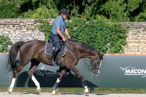 Décontraction du cheval horse academy