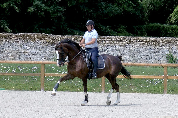 Perfectionnement dressage cheval