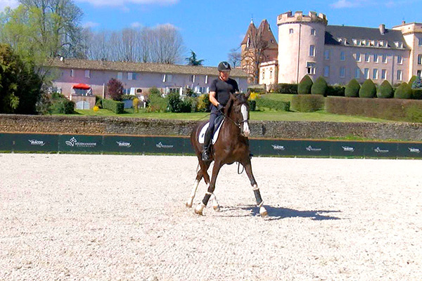 Cours d'équitation en ligne